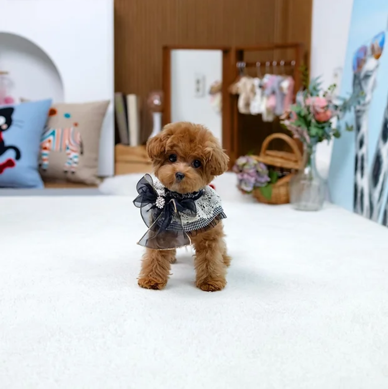 Maltipoo Puppy ( Miss Sadie)