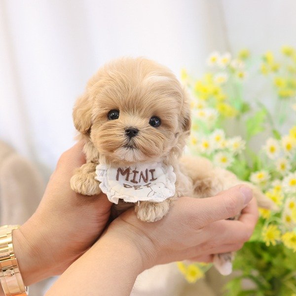 Maltipoo Puppy ( NANA) SOLD