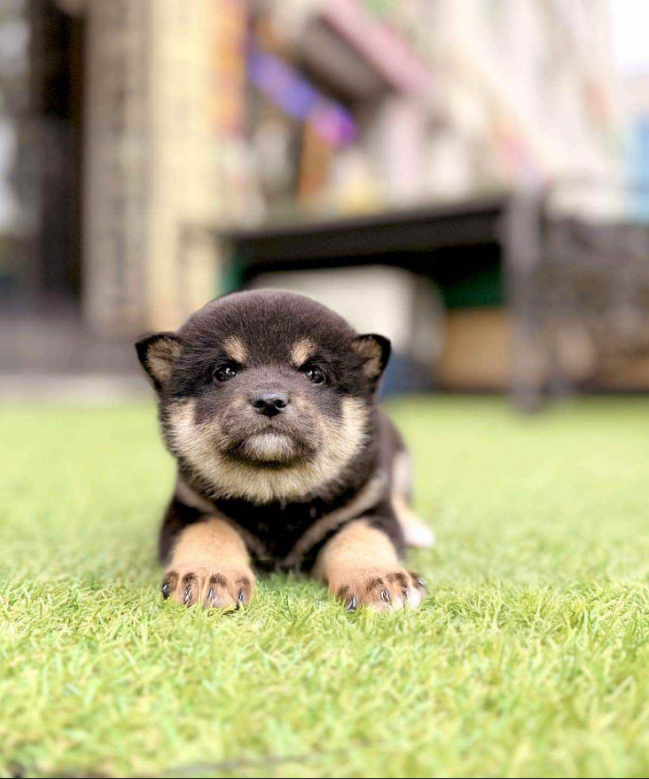 Shiba Inu Puppy ( Kobe )