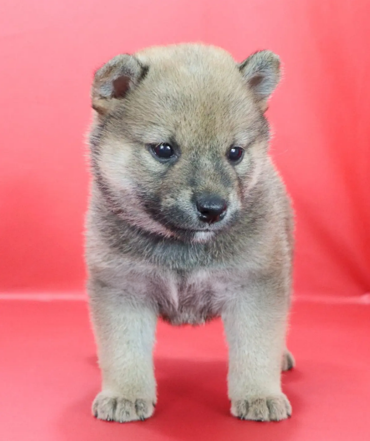 Shiba Inu Puppy ( Maya )